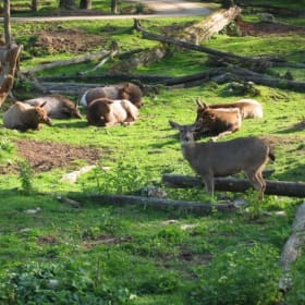 π¦ Family Day Pass to the Greater Vancouver Zoo item