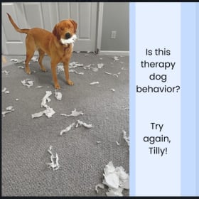 Try Again, Tilly! Hardcover Book (with shipping) item