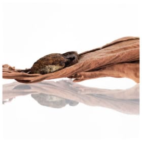 Douglas Scholes item