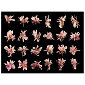 Emery Vanderburgh item