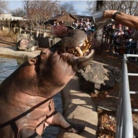 Denver Zoo – Four Admission Passes item