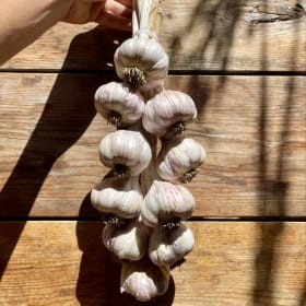 Purple Stripes Garlic Braid item