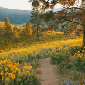 Framed Photography #2: Fields of Gold item