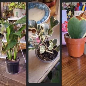 🪴 Houseplant/Succulent Bar Experience item