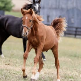 Horse Country: 4 Public Tour Tickets (choose member farm) item