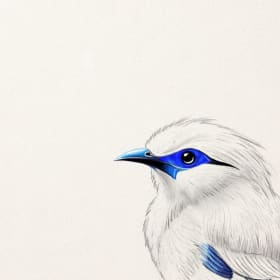 "Bali Myna" by Dana Marcelline item