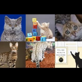 All Education Pass item