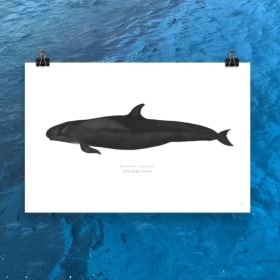 False Killer Whale Print by Elizabeth Bonert item