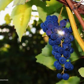 Laissez-passer pour 2 personnes - Halte des Pèlerins item