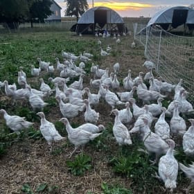 Holiday turkey from DuChick Ranch item