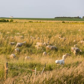 Meat box from Jóia Food & Fiber Farm item