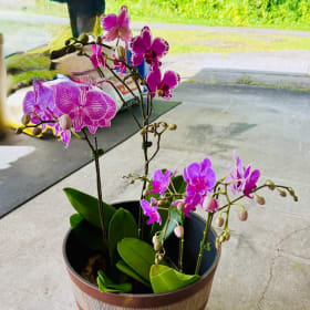 Orchid Arrangement 1 item