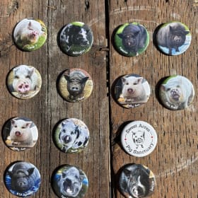 Sanctuary Piggy Pin item