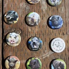 Sanctuary Piggy Magnet item