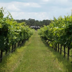 🍇 Texas Hill Country Wine Retreat in Johnson City for 4 item