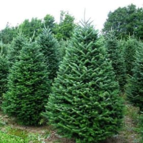 🌲 7–8 Foot Fresh Balsam Fir item