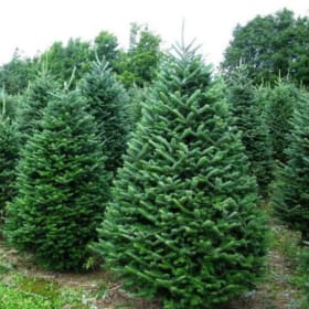 🌲 8–9 Foot Fresh Balsam Fir item