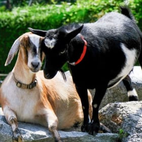 π 1-Year Family Membership to Maplewood Farm item