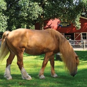 π 1-Year Family Membership to Maplewood Farm item