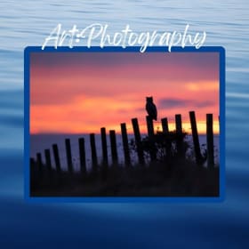 'Great Horned Owl at Sunset' by Sarah Killingsworth item