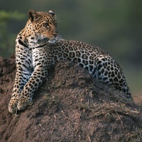 Savor South Africa, Signature Safari - 2 Guests item