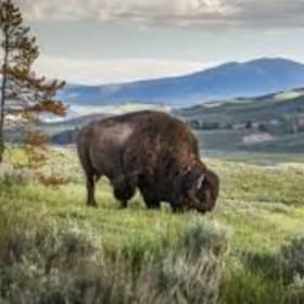 Yellowstone Cabin on the Clarks Fork River item