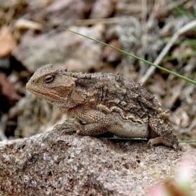 TV - Original Photos - Critters item