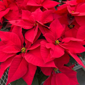 Poinsettia - Red item