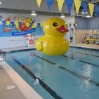 Stewie the Duck Swim School item