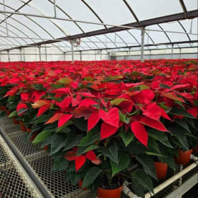 Poinsettia item
