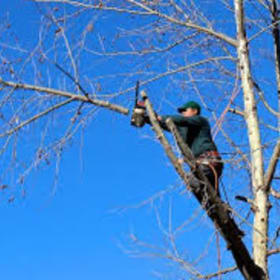 Choice Cut Tree Service item