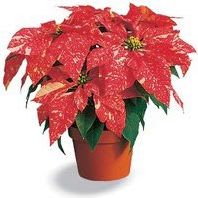 Jingle Bell Poinsettia 6 inch item