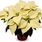 White Poinsettia 6 inch item