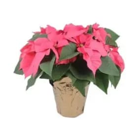 Pink Poinsettia 6 Inch item