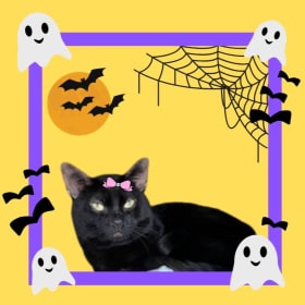 Curse of the Black Cat (Sybil) item