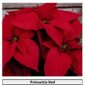 Red item