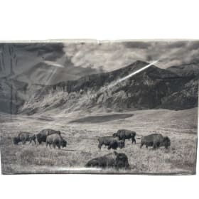 Scenic Buffalo Photo Art item