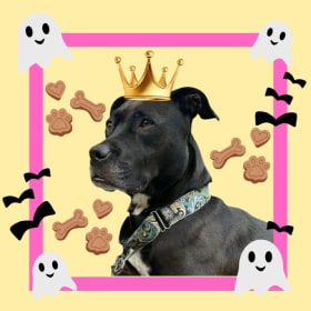 The Enchanted Duchess of Treatsylvania (Lady Luna) item