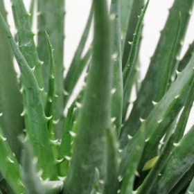 Hedgehog Aloe item