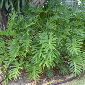 Xanadu Philodendron item