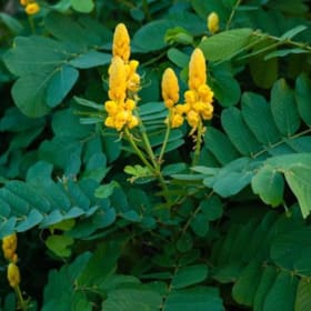 Cassia Alata, Candlestick Cassia 4" pot item
