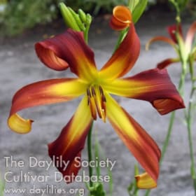 Daylily - Jumpin Jan item