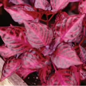 Iresine = bloodleaf plant 4" item