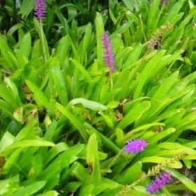 Matchstick Bromeliad = Aechmea gamosepala. 6" pots item