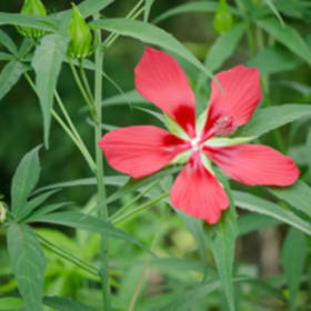 Texas Star Hibiscus Red 4" item