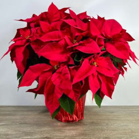Classic Red Poinsettia item