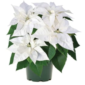 White Poinsettia item