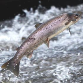 Friday Salmon Dinner item