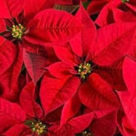 Red Poinsettia 6.25" item