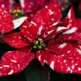 Red & White Poinsettia 4" item